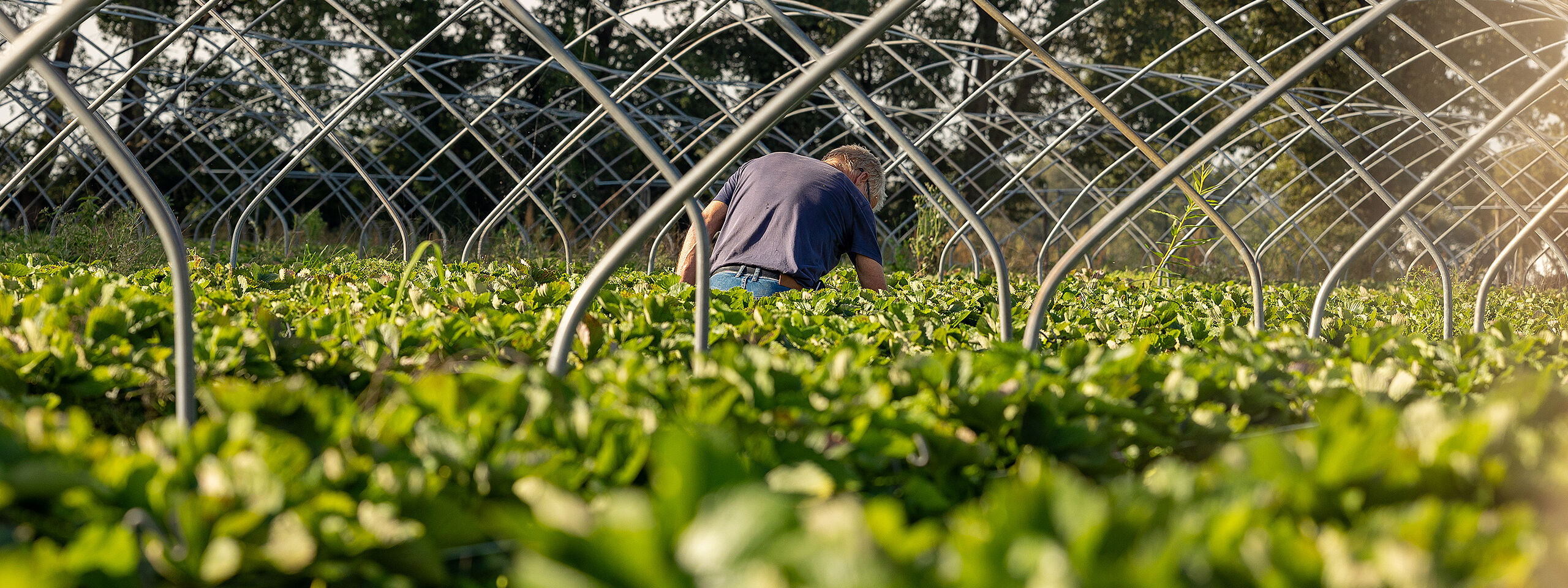 Rohre und Schellen für die Gartenbewässerung und den Landschaftsbau